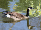 Canada Goose (WWT Slimbridge March 2012) ©Nigel Key